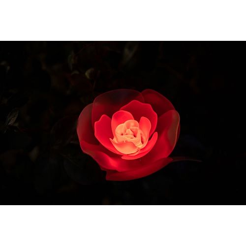 Haddad, Sheila 아티스트의 A red illuminated rose at night in a flower garden in Japan작품입니다.